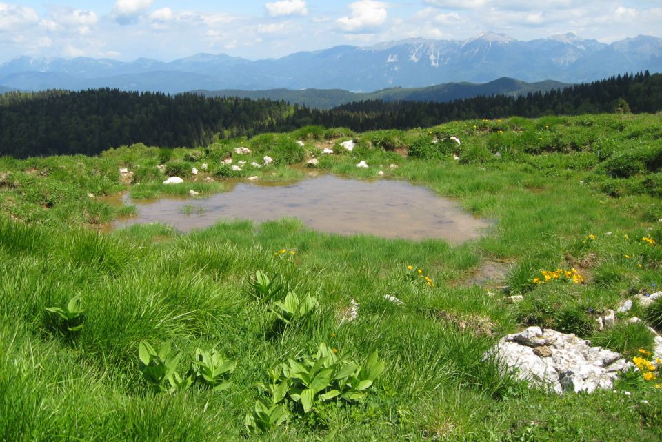 RATITOVEC - 12.06.2013 - foto povečava