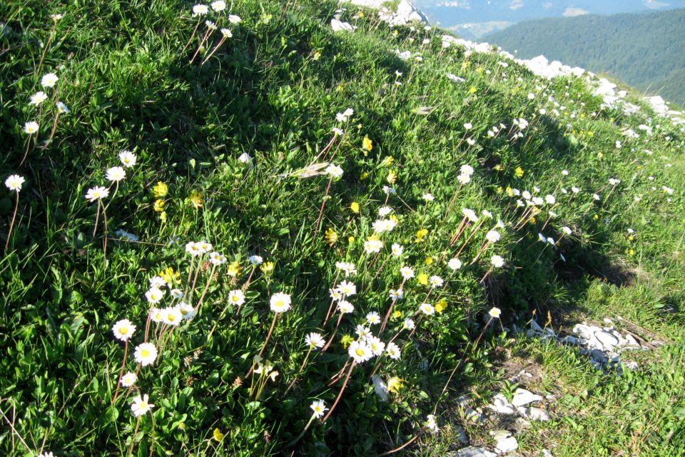 BLEGOŠ - 20.06.2013 - foto povečava