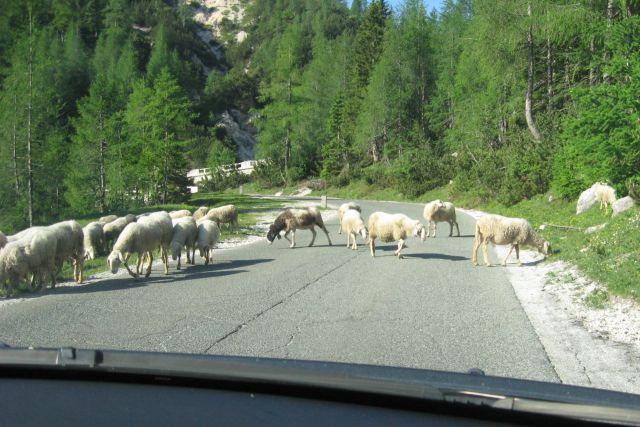Prehod za ovce