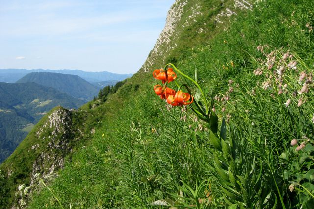 Kranjska lilija