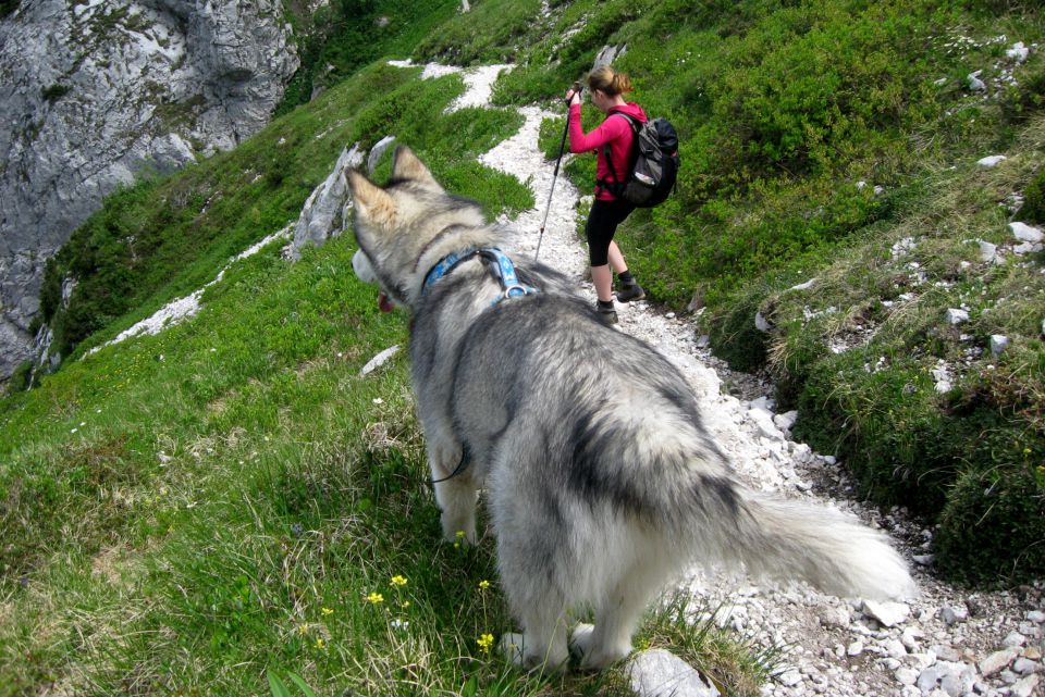 kužka kity, stara 5 let - igriva