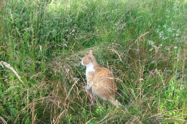 Muc, srečen v visoki travi