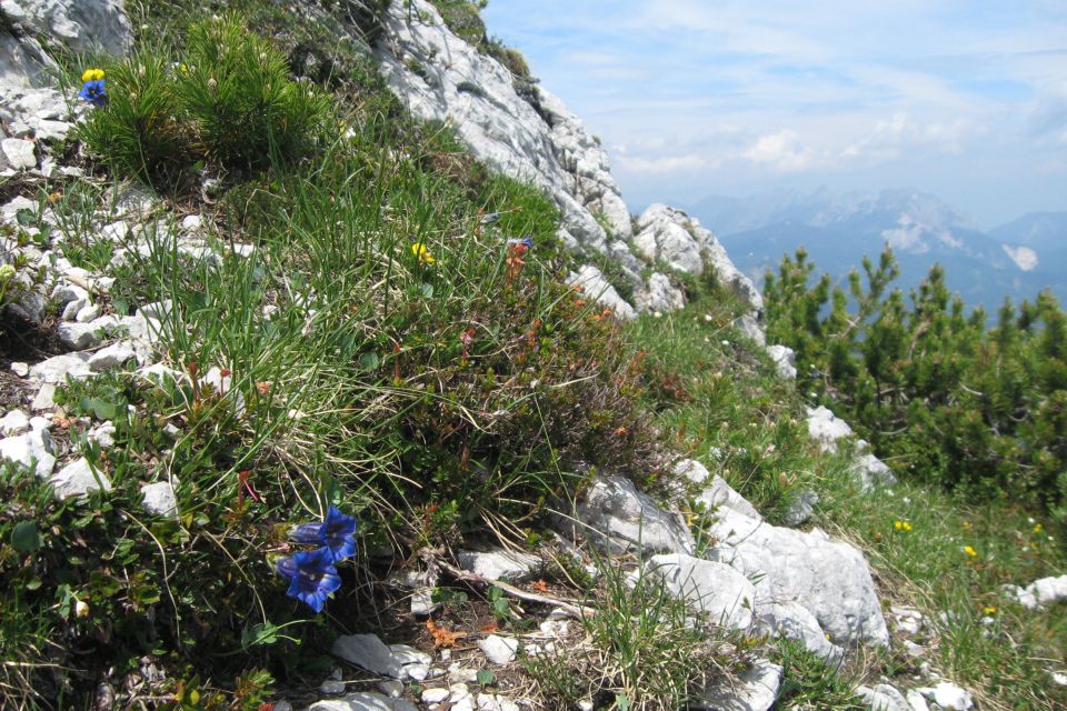 Velika baba z Jenkove planine,  03.07.2013 - foto povečava