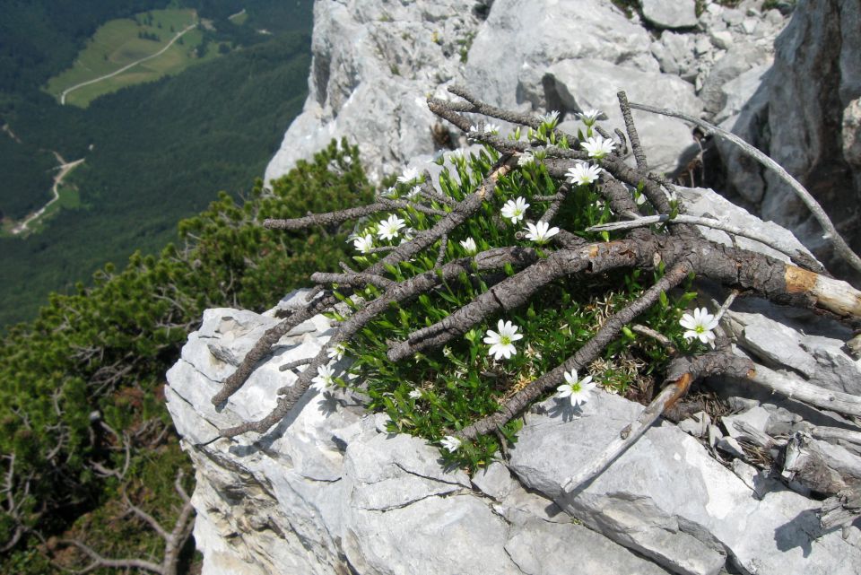 Velika baba z Jenkove planine,  03.07.2013 - foto povečava