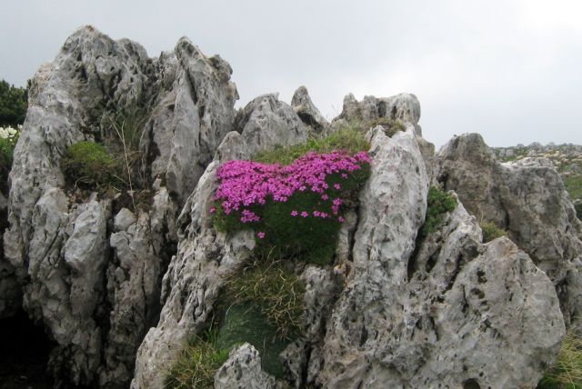 STOL čez Beljščico od Urbasa,  06.07.2013 - foto