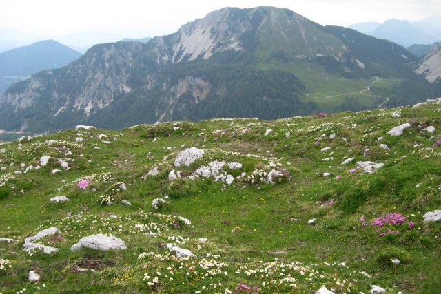 STOL čez Beljščico od Urbasa,  06.07.2013 - foto