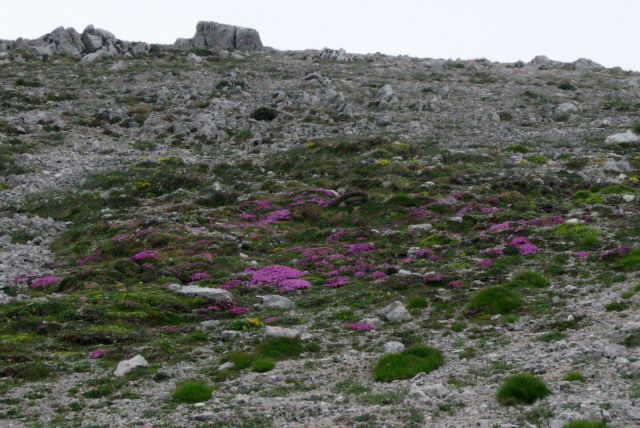 STOL čez Beljščico od Urbasa,  06.07.2013 - foto