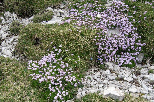 STOL čez Beljščico od Urbasa,  06.07.2013 - foto