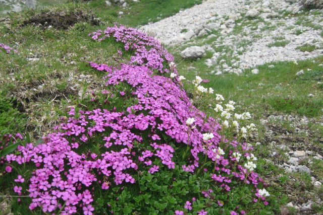 STOL čez Beljščico od Urbasa,  06.07.2013 - foto