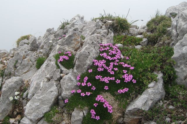 STOL čez Beljščico od Urbasa,  06.07.2013 - foto