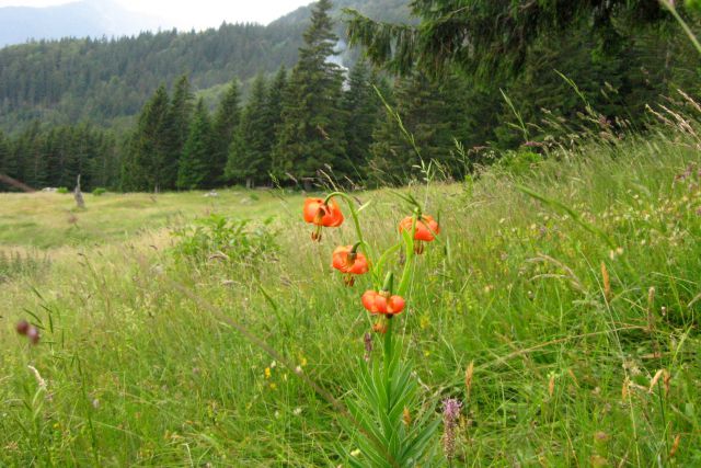 STOL čez Beljščico od Urbasa,  06.07.2013 - foto