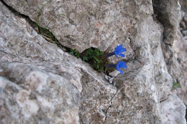 Cojzova + Kalška gora  10.07.2013 - foto