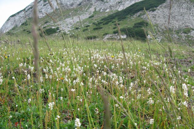 SKOK, Šraj pesek, Presedljaj  24.07.13 - foto