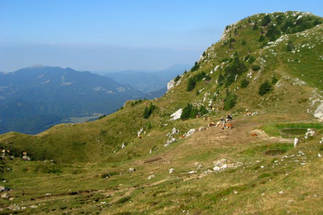 Krave delajo v polnem zamahu ...