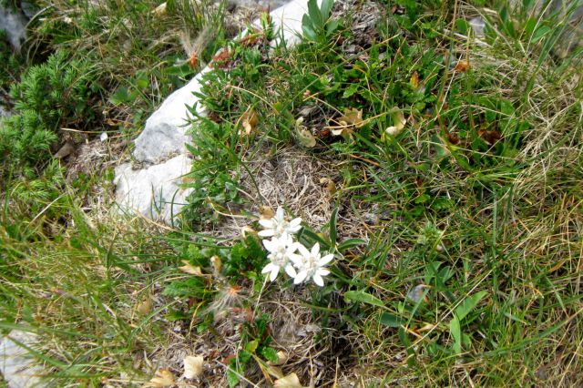 Monte Zermula  22.08.13 - foto