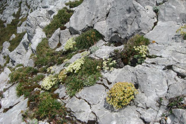 Monte Zermula  22.08.13 - foto