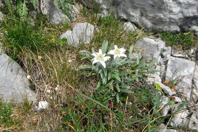Monte Zermula  22.08.13 - foto