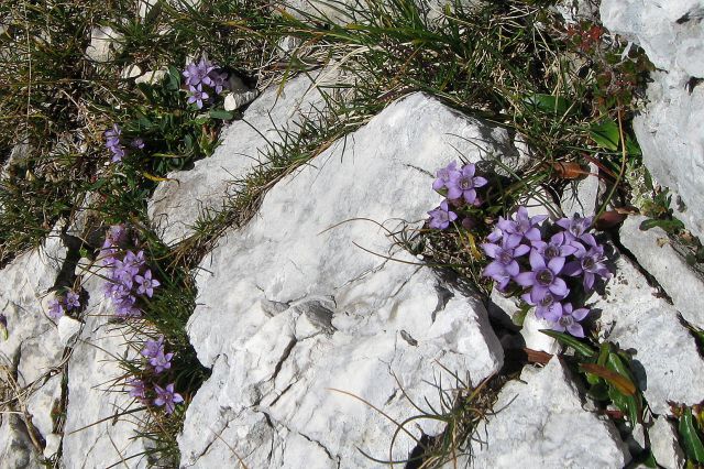 Nemški svišč