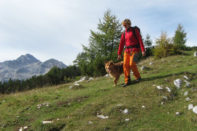 Ubogljivost na štirih tacah