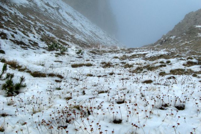 Kališče + mali Grintavec  17.11.2013 - foto