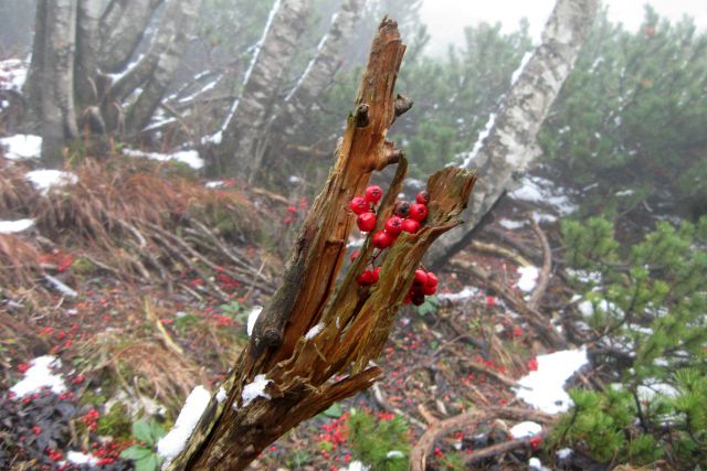 Kališče + mali Grintavec  17.11.2013 - foto