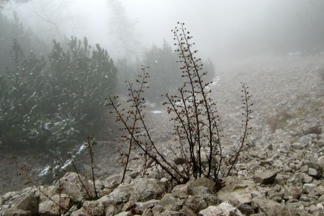 Kališče + mali Grintavec  17.11.2013 - foto