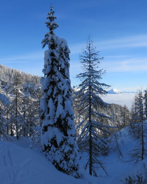 Tudi v novem bodo eni suhi, drugi pa debeli