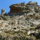 posebni kaktusi in skale