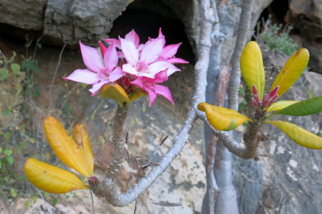 Puščavska roža, oz. cvet stekleničastega drevesa
