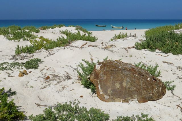 želvina plaža - ko gnezdijo želve, je plaža zaprta za vse, sicer pa želv ni