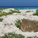 želvina plaža - ko gnezdijo želve, je plaža zaprta za vse, sicer pa želv ni