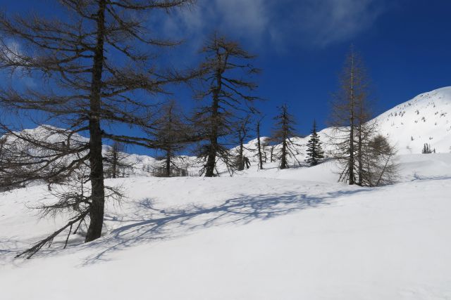 Blejska k. + Brda, 25.02.2014 - foto