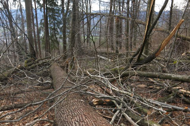 Šmarna po žledu, 27.02.14 - foto