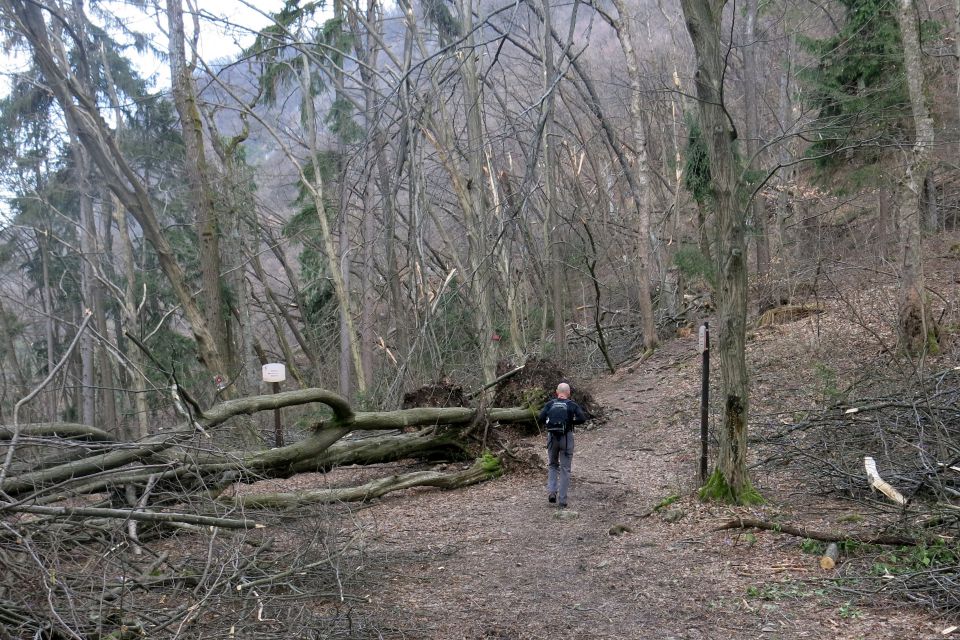 Šmarna po žledu, 27.02.14 - foto povečava