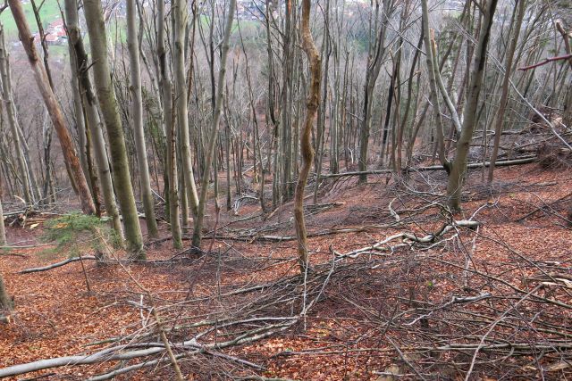 Šmarna po žledu, 27.02.14 - foto