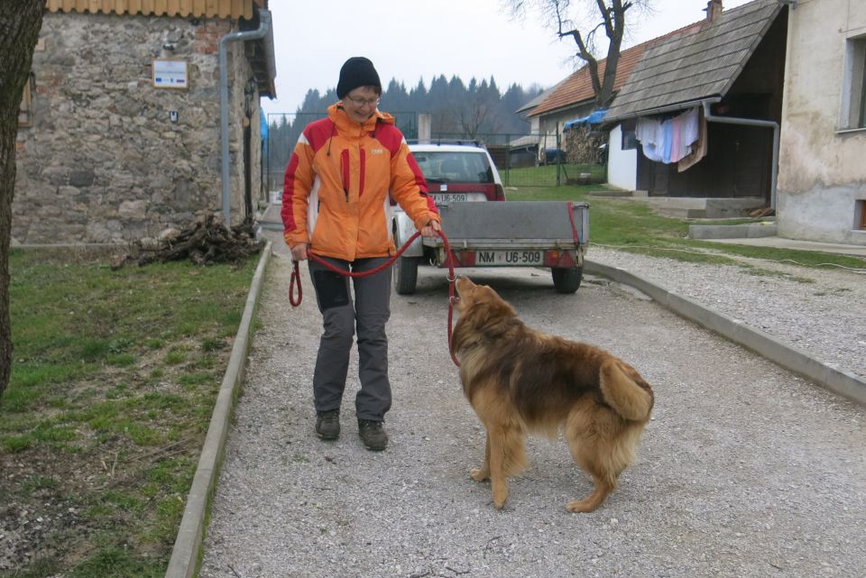 dingo mora v avto za rupijem, kar ga strašno jezi