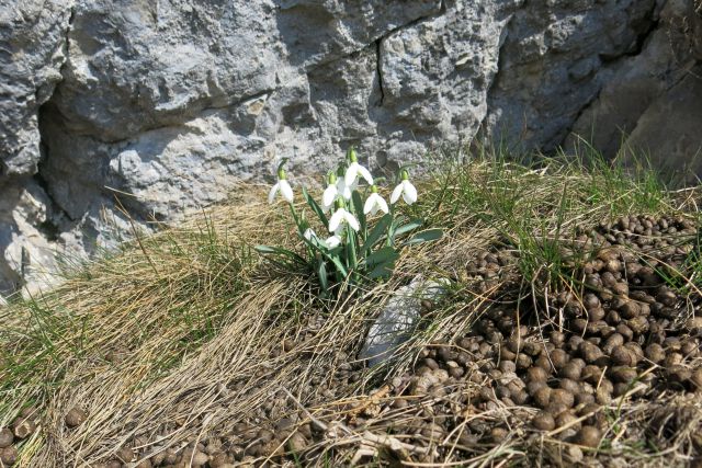 NANOS - grebenska, 16.03.2014 - foto