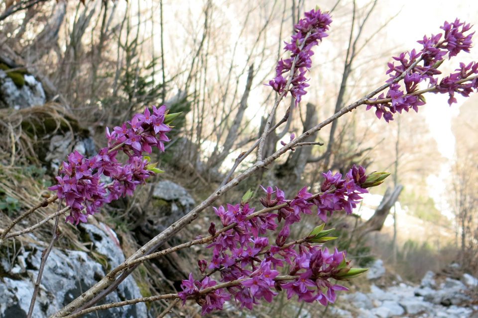 Cojzova k. +  29.03.2014 - foto povečava