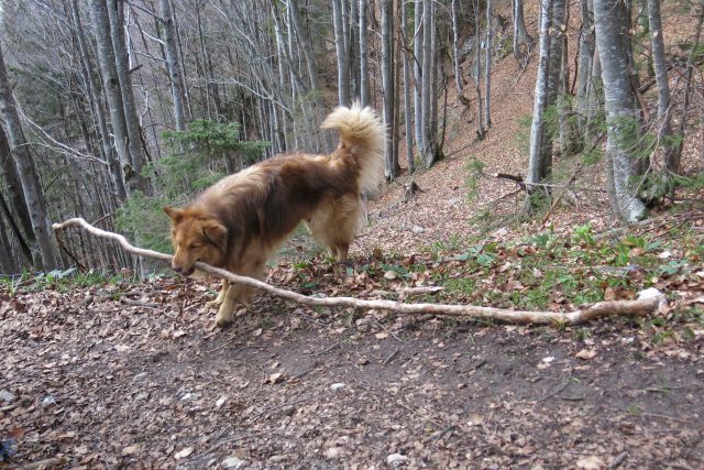 Dingo na Veliki pl., 15.04.2014 - foto