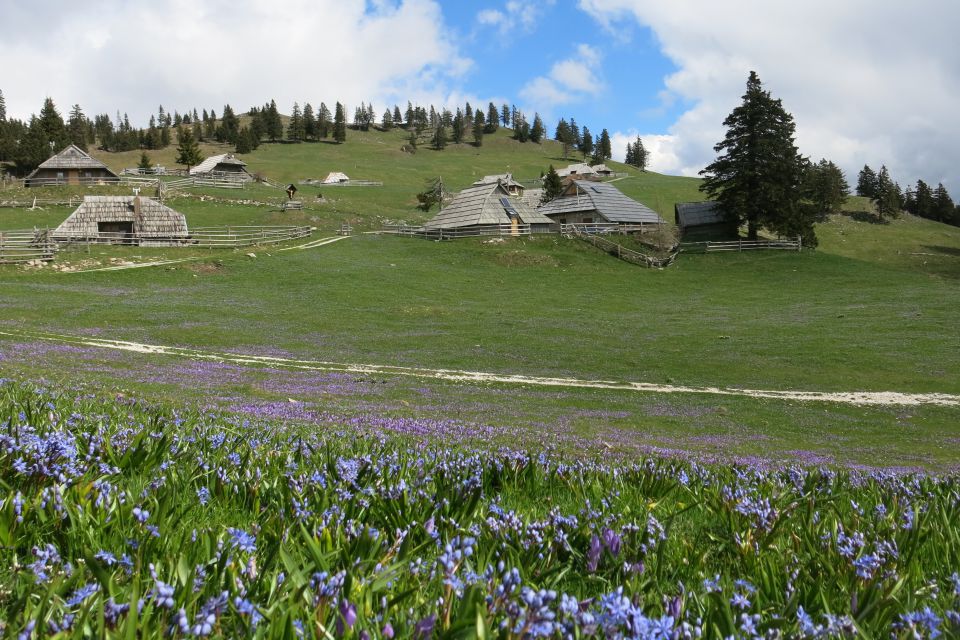 Dingo na Veliki pl., 15.04.2014 - foto povečava