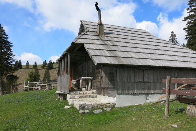 Dingo na Veliki pl., 15.04.2014 - foto