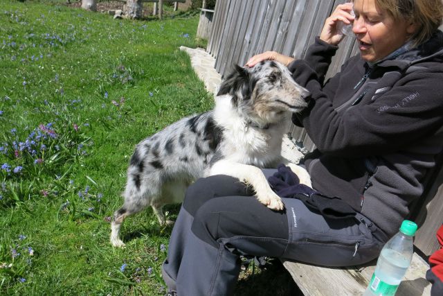 Dingo na Veliki pl., 15.04.2014 - foto