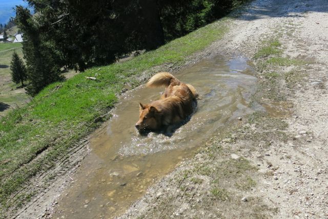 Dingo na Veliki pl., 15.04.2014 - foto