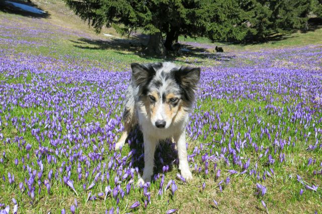 Dingo na Veliki pl., 15.04.2014 - foto