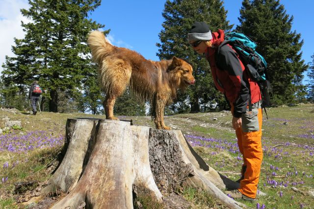 Dingo na Veliki pl., 15.04.2014 - foto