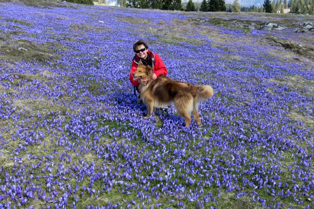 Dingo na Veliki pl., 15.04.2014 - foto