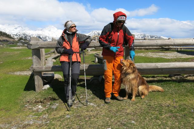 Dingo na Veliki pl., 15.04.2014 - foto