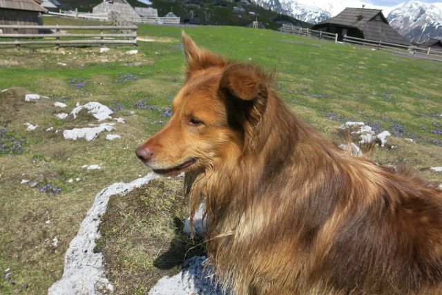 Dingo na Veliki pl., 15.04.2014 - foto