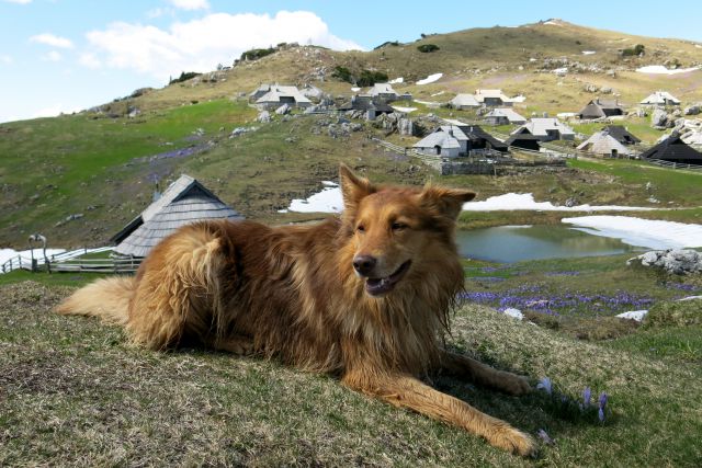 Dingo na Veliki pl., 15.04.2014 - foto