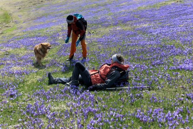 Dingo na Veliki pl., 15.04.2014 - foto